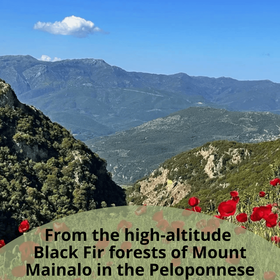A scenic landscape photo of mountain ranges under a blue sky, with green forested slopes, red poppy flowers in the foreground, and overlaid text reading 'From the high-altitude Black Fir forests of Mount Mainalo in the Peloponnese'.