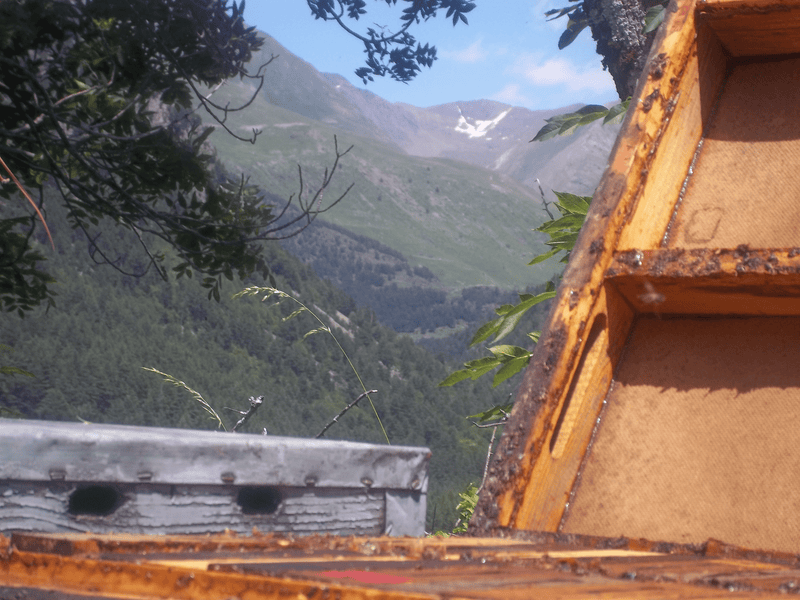 Miel Cruda de Montaña de los Pirineos - 1kg