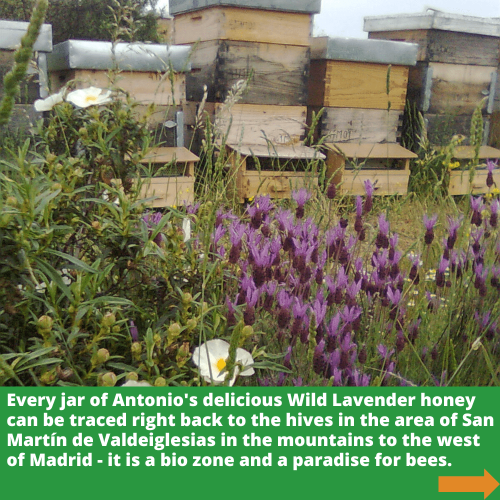 multiple bee hives in the area of San Martin de Valdeiglesias in mountains to the west of Madrid with wild lavender flowers in foreground