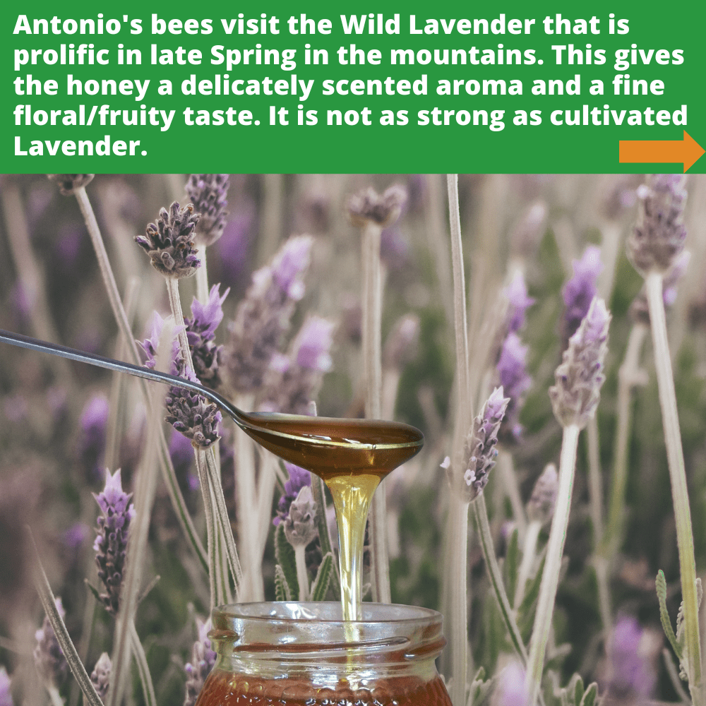 metal spoon of wild lavender honey dripping into open glass honey jar, against background of wild lavender