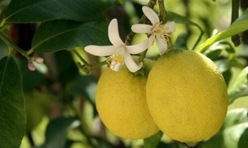 Rå citronblomsthonning - 1 kg