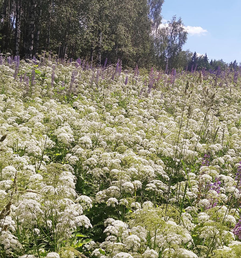 Raw Organic Wild Meadow Flowers Honey-1kg- Certified Organic