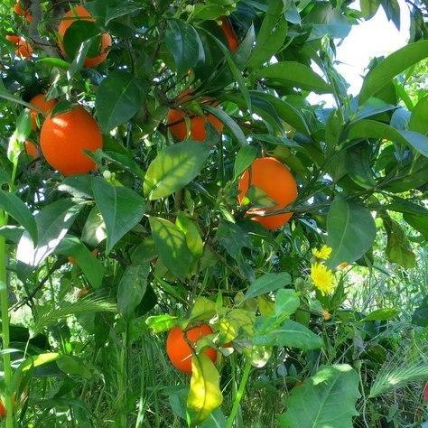 Artisan Raw økologisk græsk appelsinblomsthonning - 5 kg
