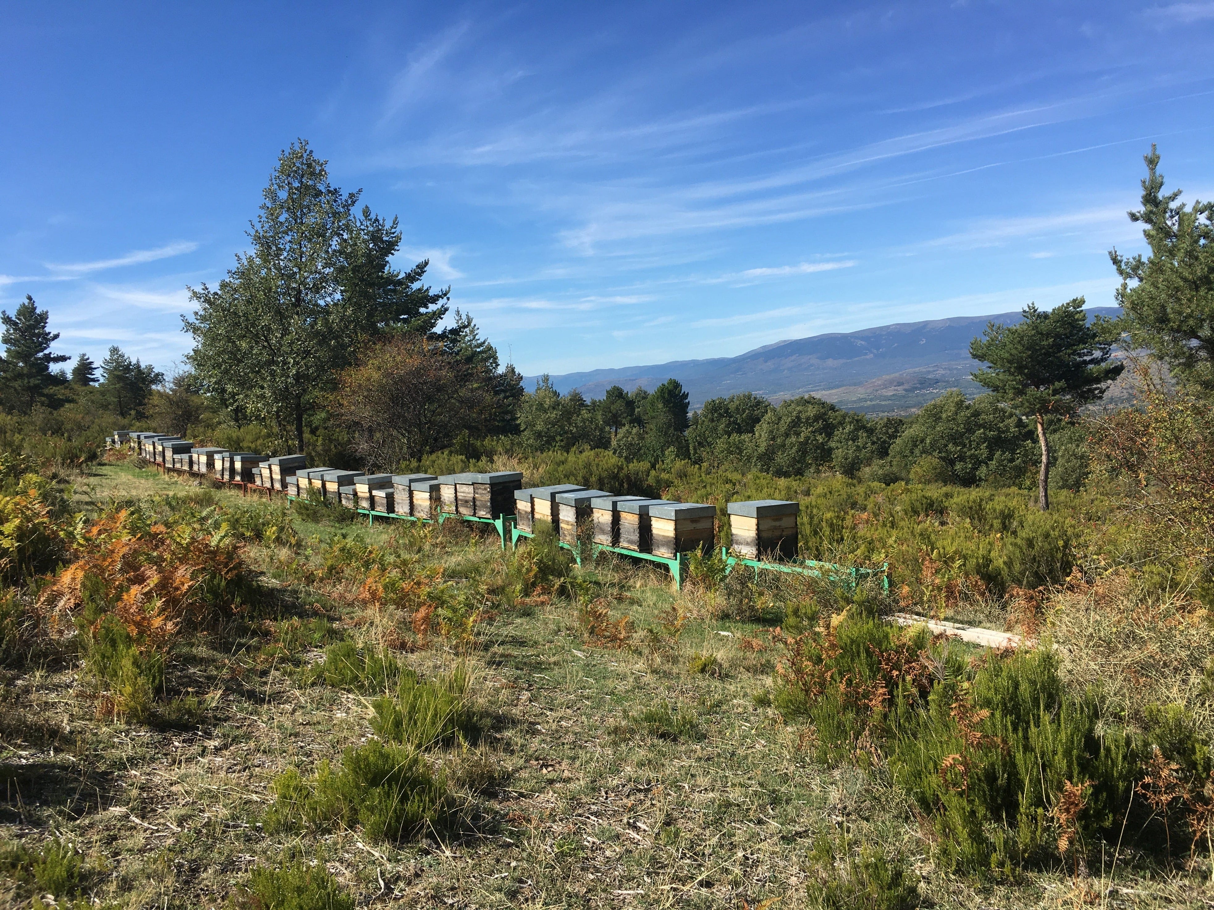 Antoni's hives in mountainous area with trees and shrubs.