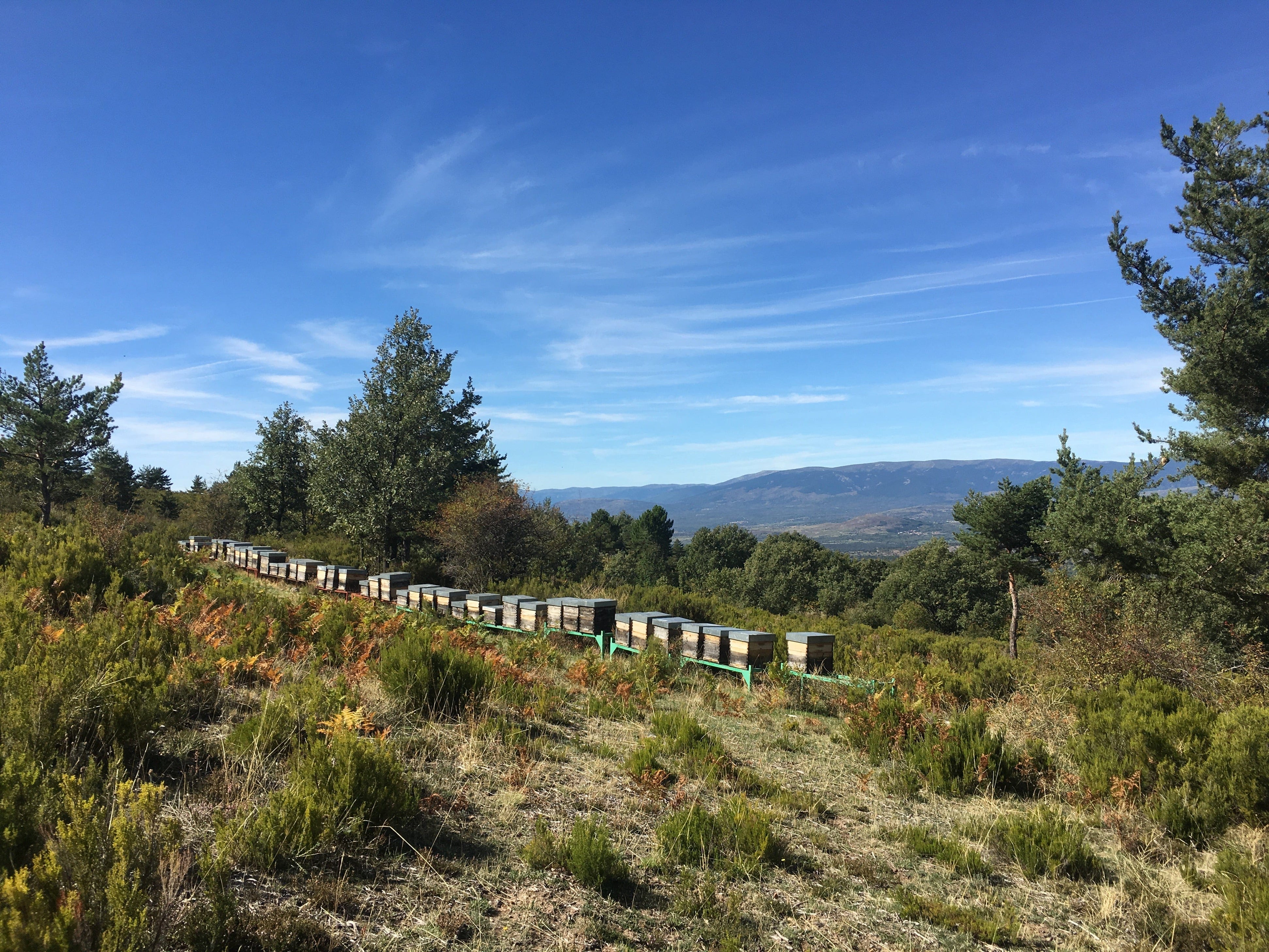 Antonio's hives situated in mountainous area with trees and shrubs.