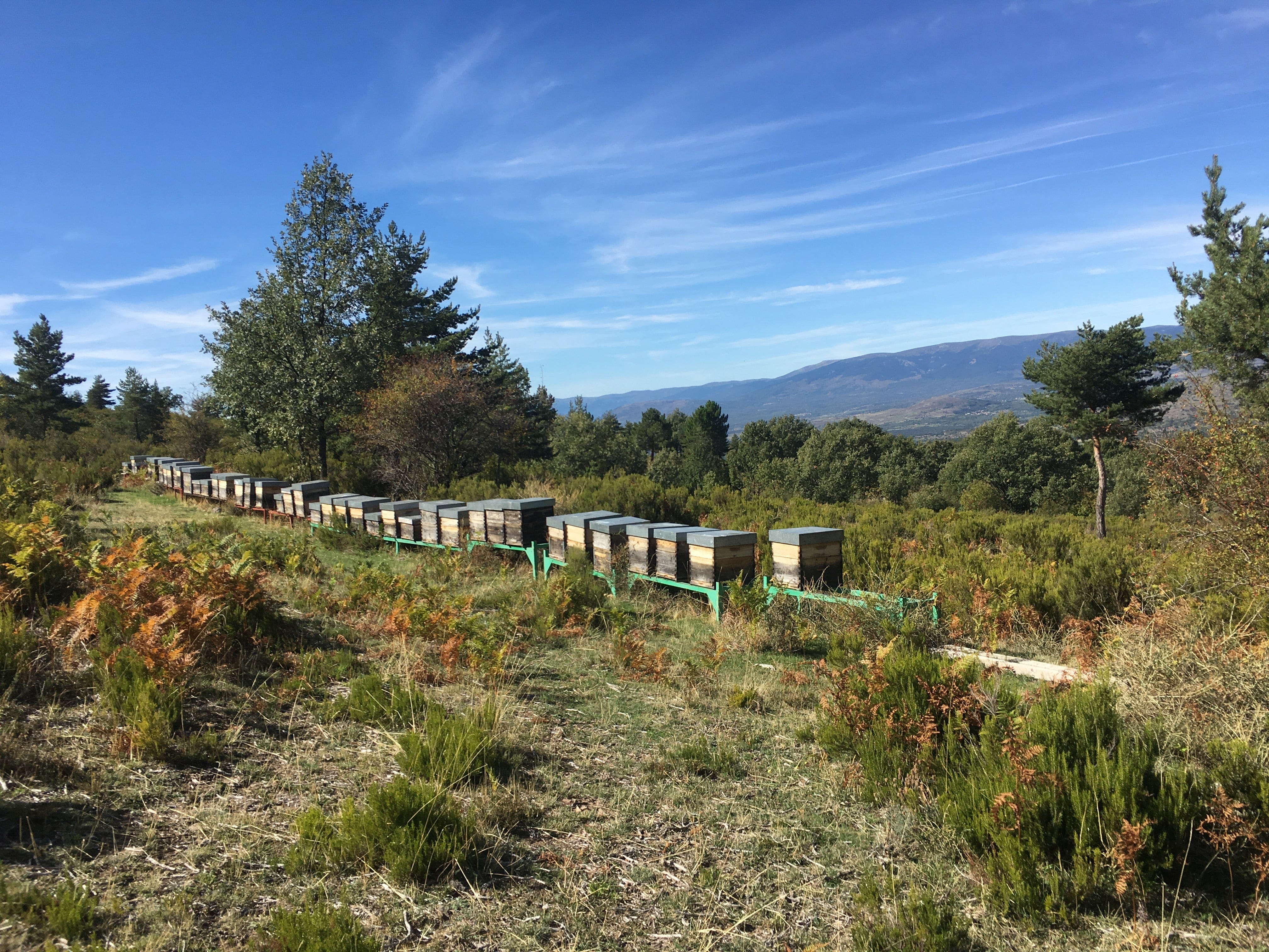 Antonio's hives situated in mountainous area with trees and shrubs.