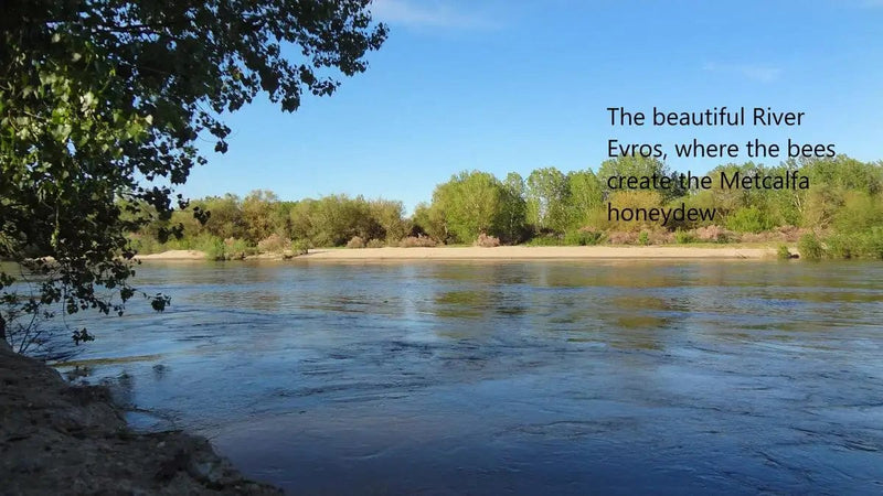 A photo of the River Evros, where the bees made the Metcalfa honey. It is right on the border between Greece and Turkey