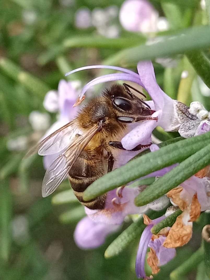 Honey bee on rosemary plant.