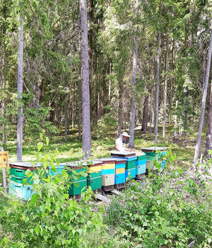 Beekeeper in a Lithuanian forest working with his hives.  Beehives in the foreground and trees sounding the beekeeper and hives.