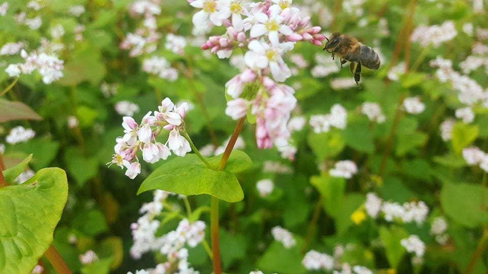 Honeybee hovering over buckwheat flower blossom